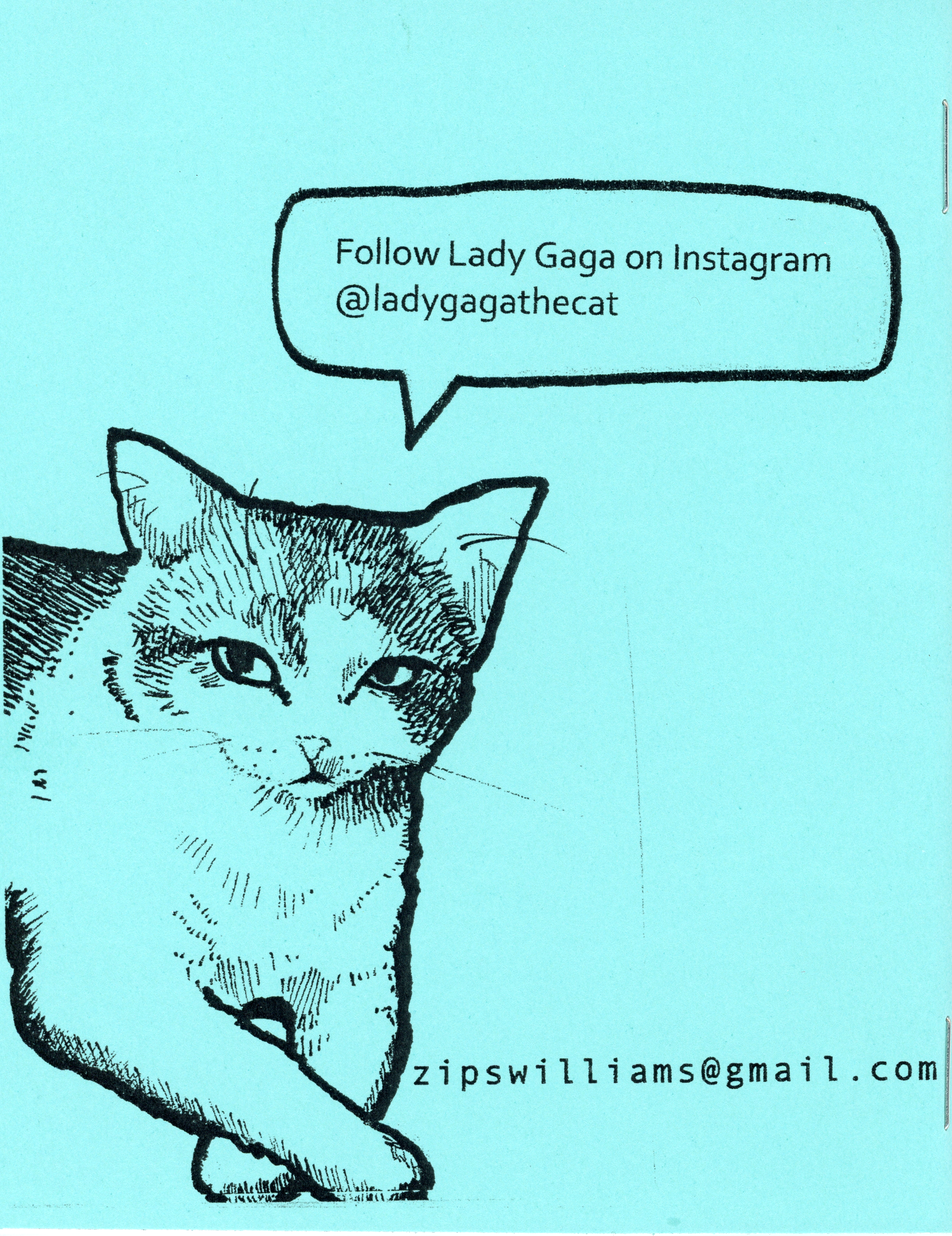 Follow Lady Gaga the Cat on Instagram