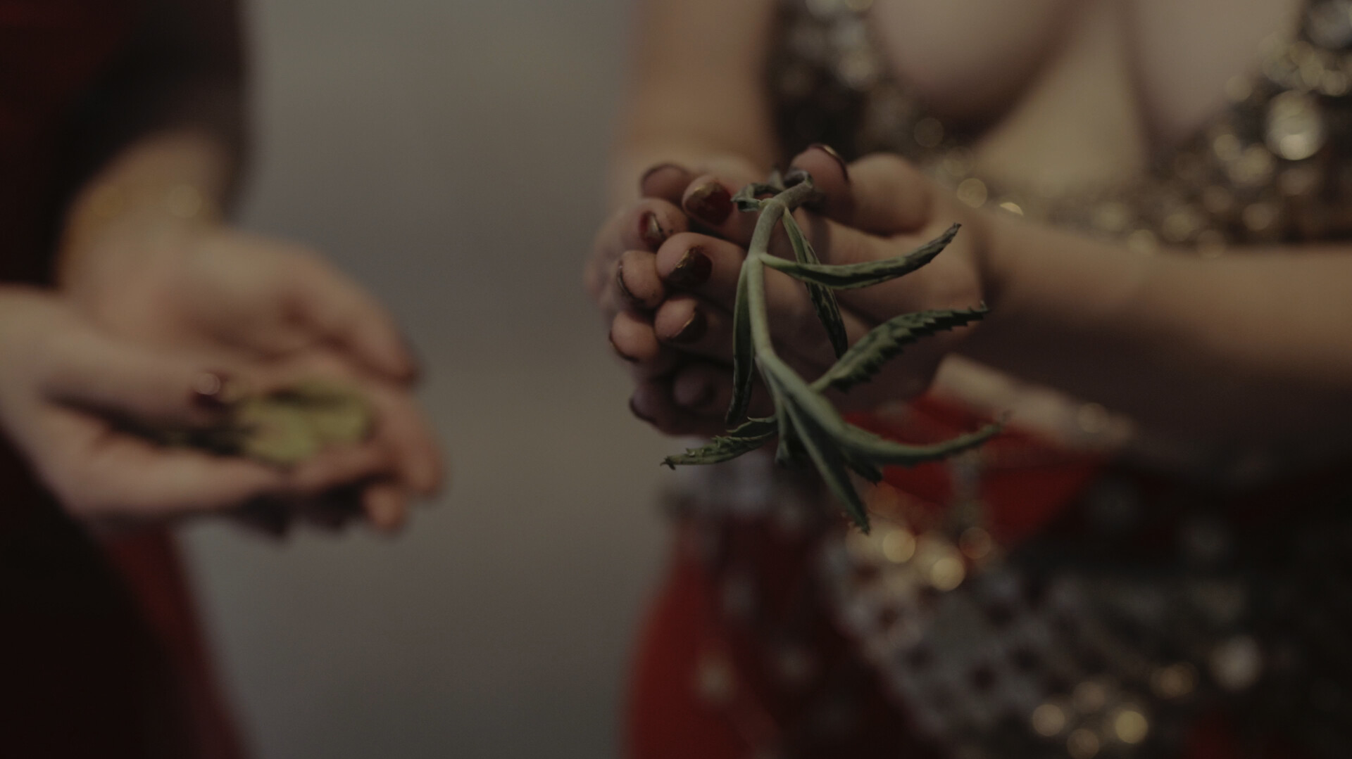 Women dancers with close up on their hands holding "Mother of Thousands" plants