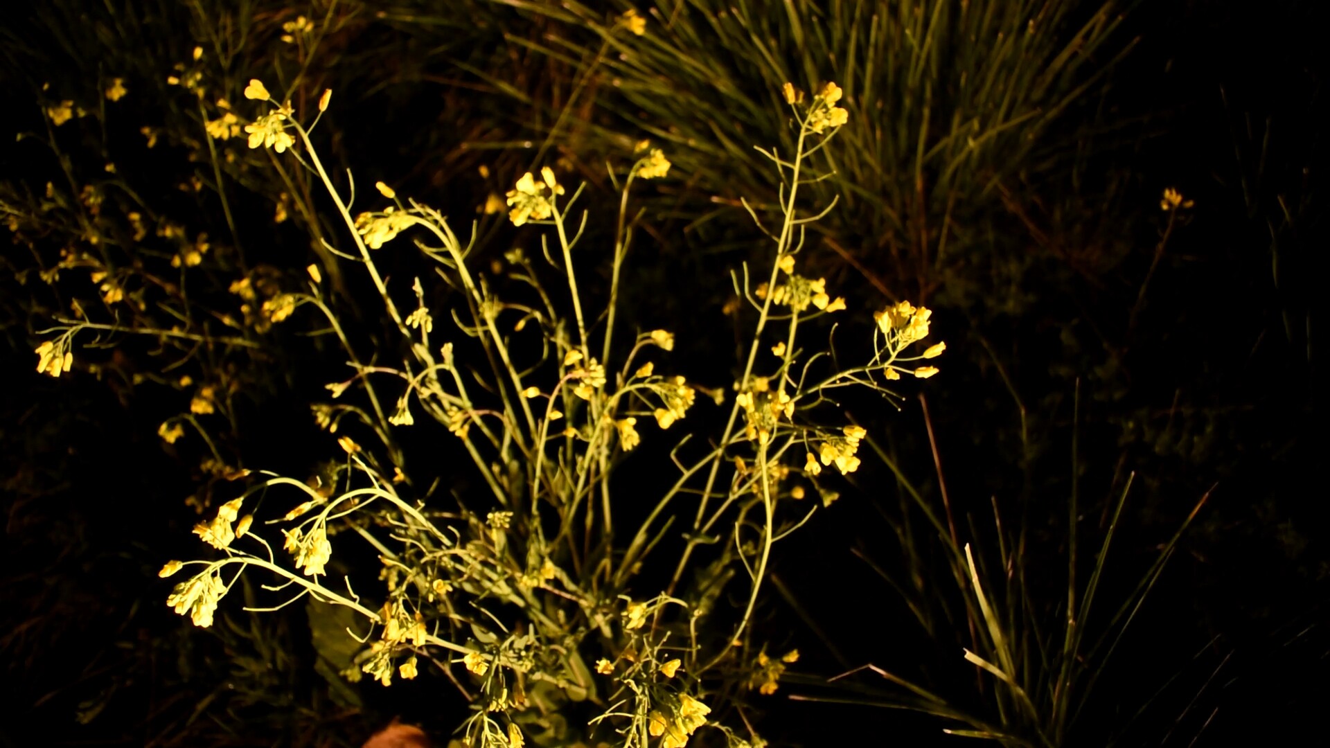 Image of a flower or flowering weed illuminated in the night